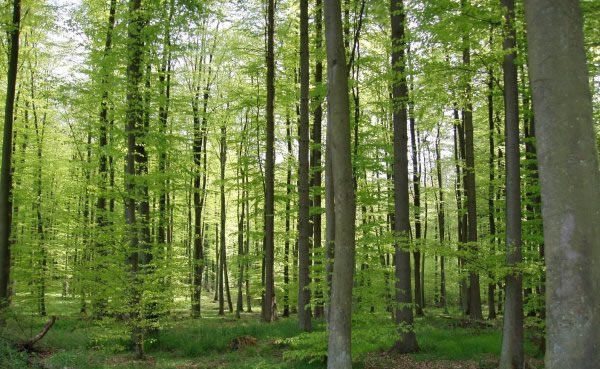 http://blog2b.hosting.dotgee.net/blog/wp-content/uploads/nature/foret.jpg