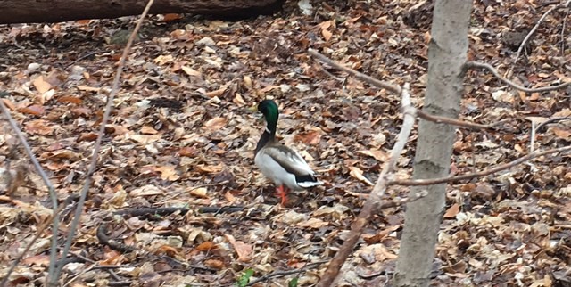 Canard