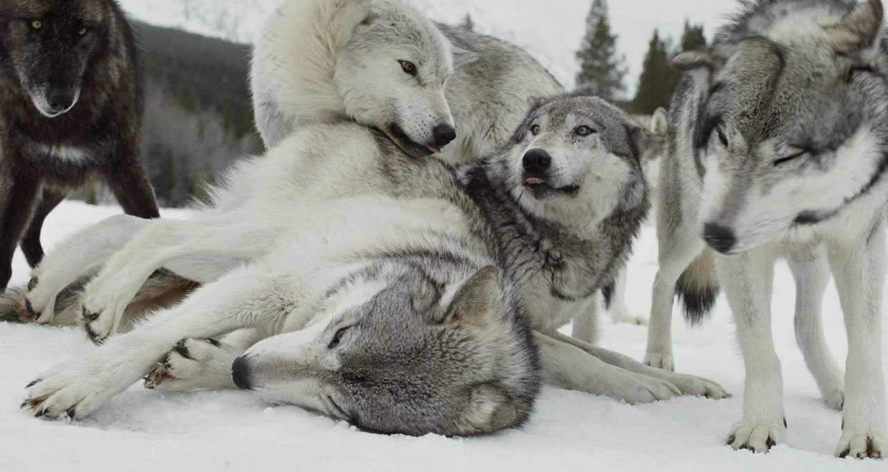 loups