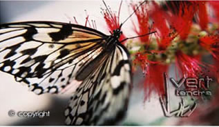 Papillon