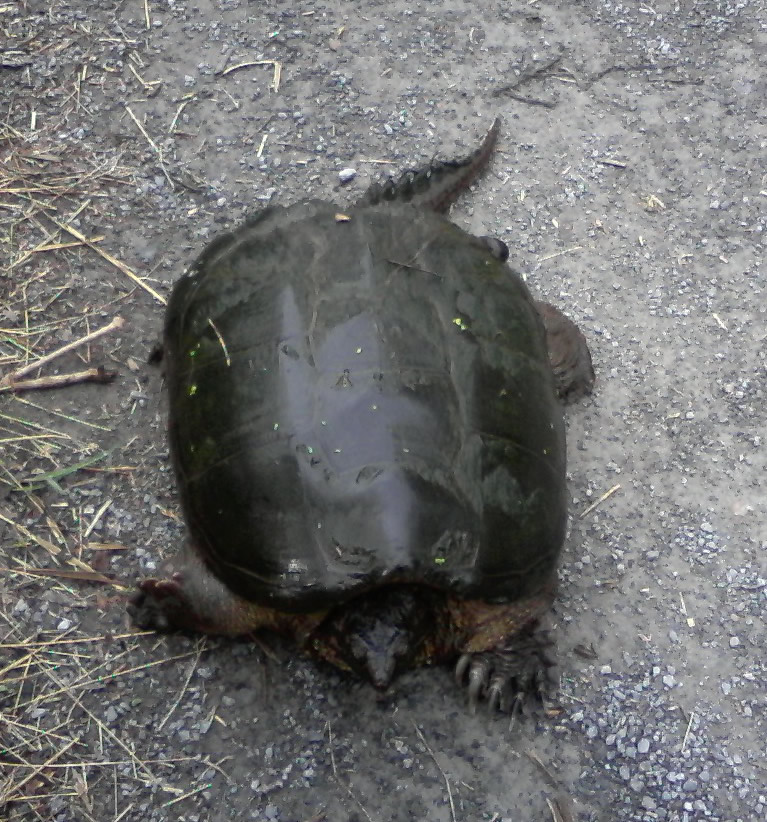 Tortue