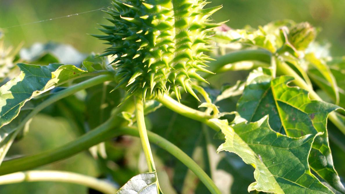 Plante toxique