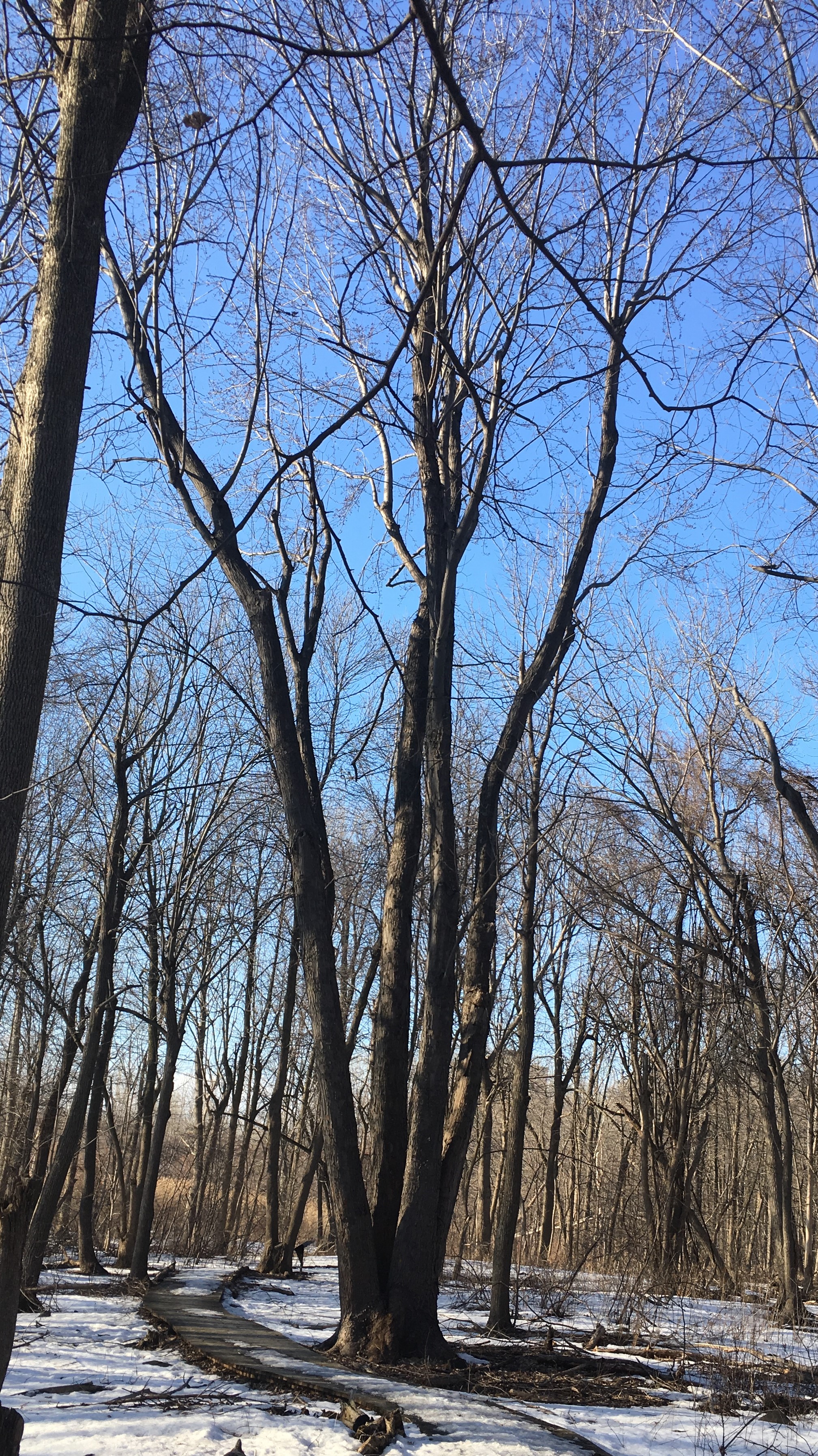 Variation